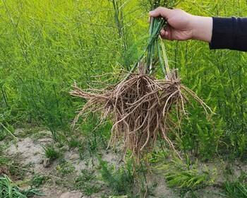 芦笋怎么种植才能出笋（芦笋的种植技术与管理）