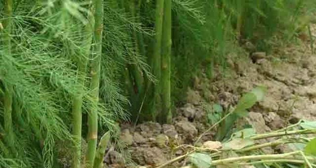 芦笋怎么种植才能出笋（芦笋的种植技术与管理）