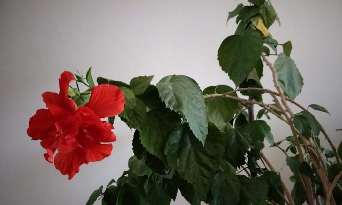 桑叶牡丹适合家里养吗（桑叶牡丹的养殖方法讲解）