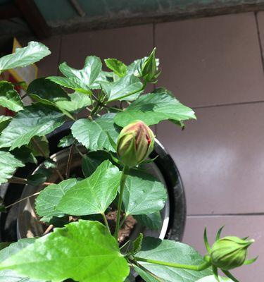 桑叶牡丹适合家里养吗（桑叶牡丹的养殖方法讲解）