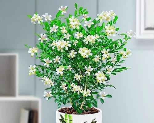 九里香花怎么养殖（九里香养殖注意事项）