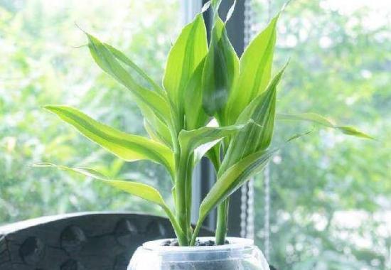 富贵竹水培怎样养（水培富贵竹正确养法讲解）