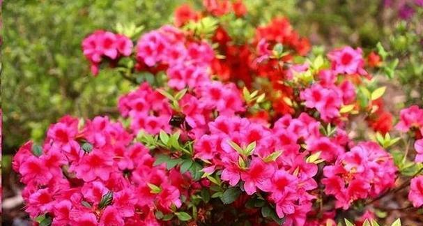 杜鹃花期注意什么（杜鹃花开放时间）