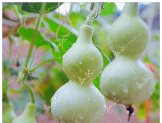 葫芦怎么种植结果多（葫芦种植技术与管理）