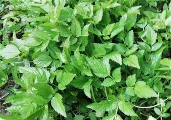 水芹菜什么时候种植（芹菜种植方法和时间）