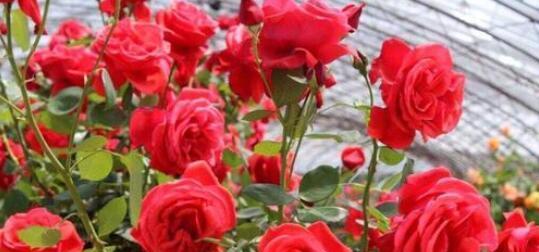 玫瑰花放在水里怎么养（养玫瑰花水养的正确方法）