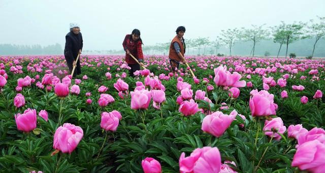 芍药花栽培技术与管理（打造美丽芍药花园）