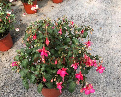 花卉倒挂金钟怎么养（倒挂金钟的养殖方法和注意事项）
