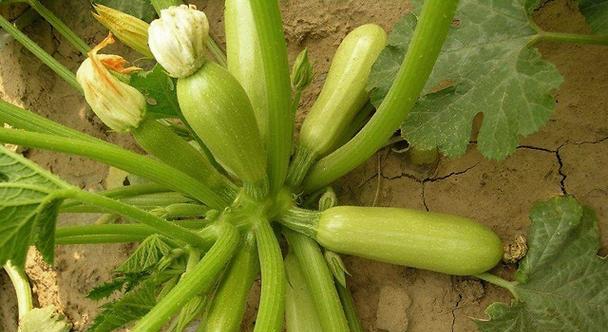 葫芦用什么肥料比较好（葫芦的正确种植方法）