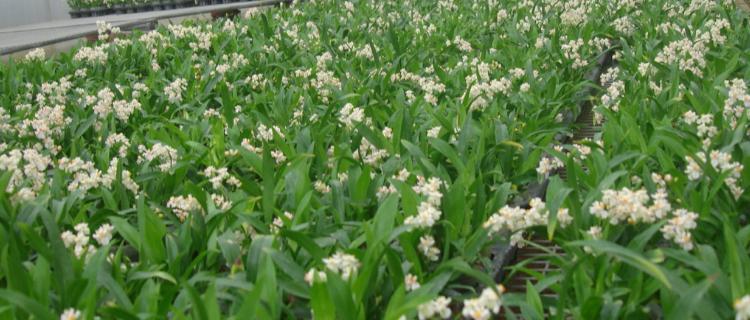 兰花种子怎么育苗（种植兰花种子注意事项）