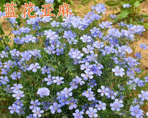 兰花种子怎么育苗（种植兰花种子注意事项）