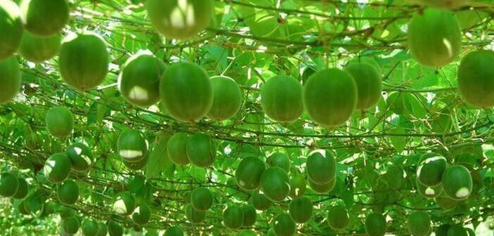 罗汉果怎么种植才高产（罗汉果种植技术与管理）