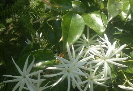 茉莉花的品种及图片（有关茉莉花的品种介绍）