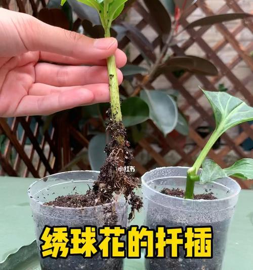 绣球花几月份扦插（绣球花扦插方法和时间）