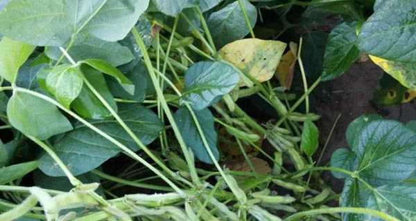 大豆怎么种植才高产（详解大豆种植方法和技巧）