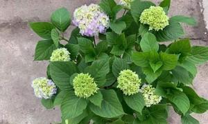 八仙花怎么养（八仙花的养护知识）