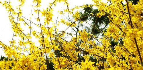 迎春花什么季节开放（观赏迎春花花期简介）