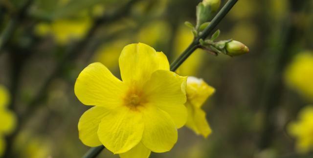 迎春花什么季节开放（观赏迎春花花期简介）