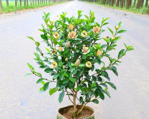 含笑花好养吗（教你正确养护含笑花的方法）