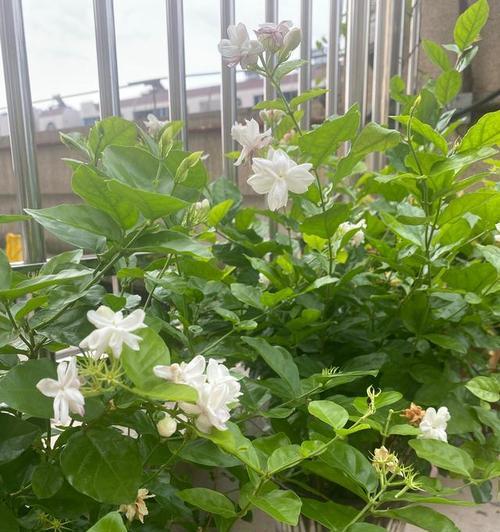 茉莉花什么季节修剪比较好（教你正确修剪茉莉花的方法）