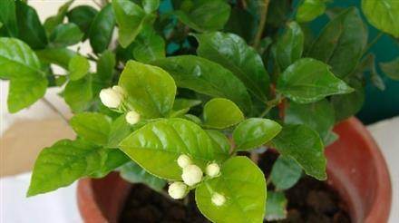 茉莉花什么季节修剪比较好（教你正确修剪茉莉花的方法）