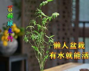 盆栽竹子如何养（盆栽竹子养殖方法与技巧）