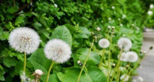 蒲公英种子怎么种（蒲公英种植方法及步骤）