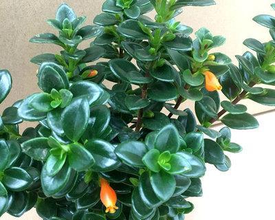 金鱼吊兰花期几月份（金鱼吊兰的花期时间）