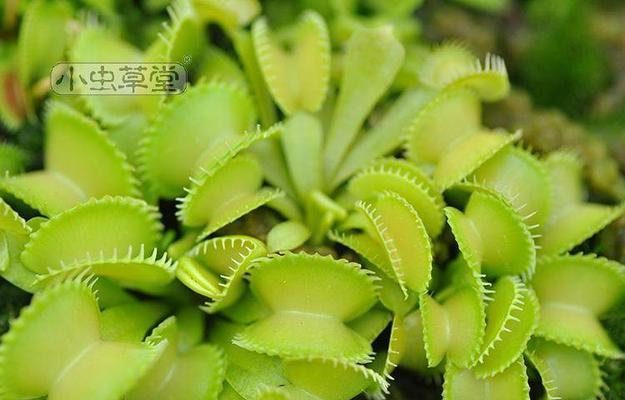 食虫草可以家里养吗（家养食虫草的方法讲解）