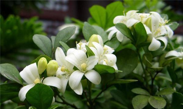 九里香养护的正确方法（打造健康美丽的九里香花园）