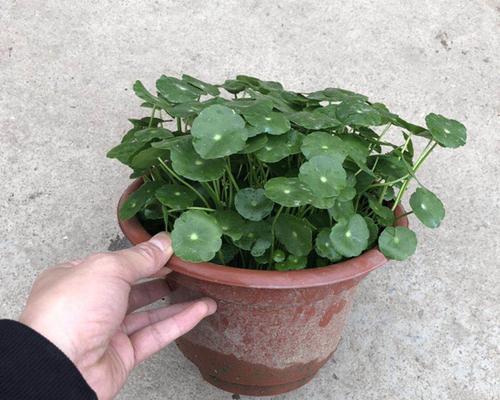 金钱草怎样种植（金钱草的栽培技术要点）