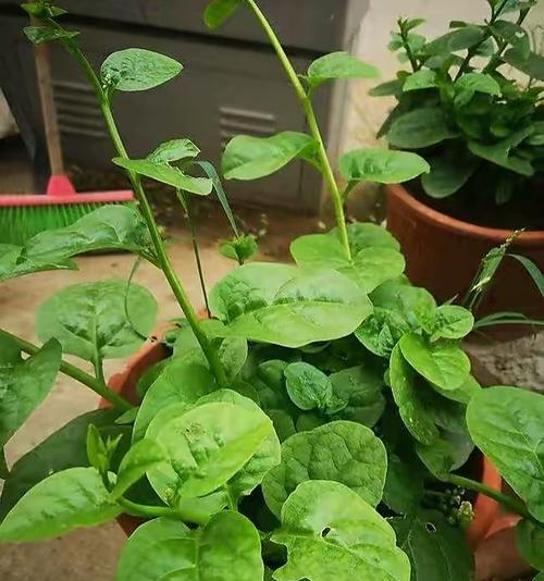 木耳菜怎样种植（木耳菜种植技术与管理）