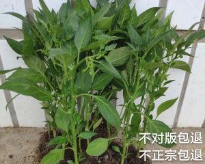 酸性土壤适合种辣椒吗（辣椒的生长环境要求）
