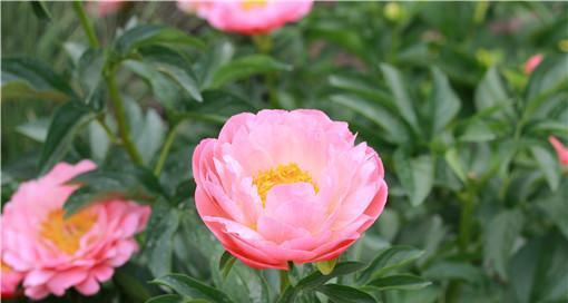芍药种植方法是什么（了解芍药栽培技术要点）