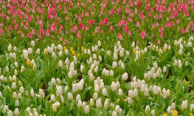 郁金香12月份可以种植吗(郁金香种植方法步骤)