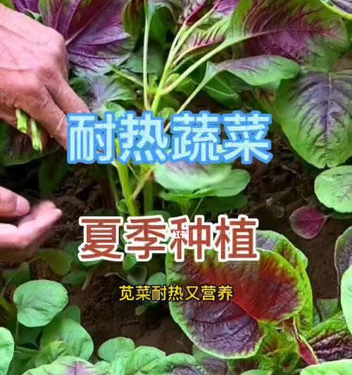 夏天种菜种什么菜合适（夏季菜田种植方法）