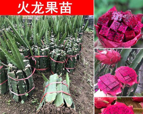 火龙果盆栽种植方法是什么（火龙果盆栽种植注意事项）