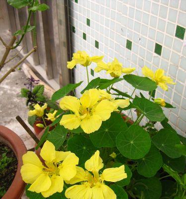 旱金莲种子怎么种(有关旱金莲种植注意事项)