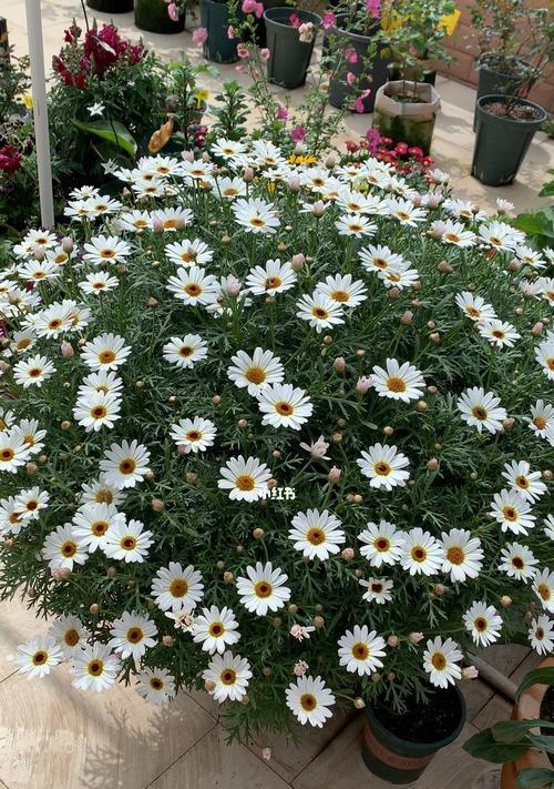 玛格丽特花好养吗（玛格丽特的种植和养护）