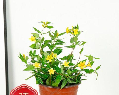 茉莉花应该怎么养（详解茉莉花的养护要点）
