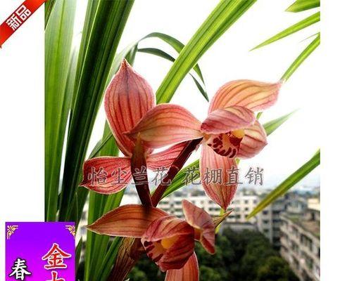 兰花种植与栽培（学习如何正确种植和护理兰花）