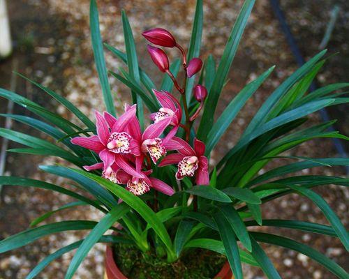 兰花种植与栽培（学习如何正确种植和护理兰花）