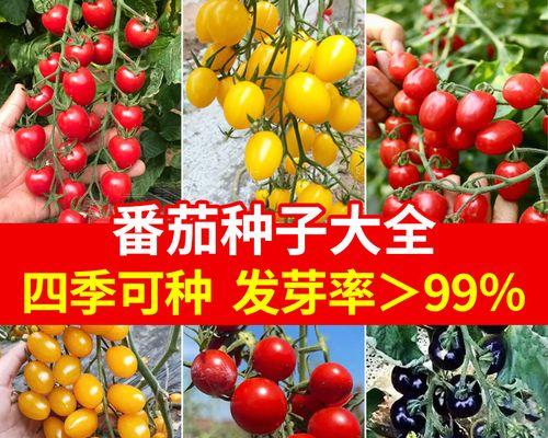 樱桃种子怎么种植（详解樱桃的栽培与管理）