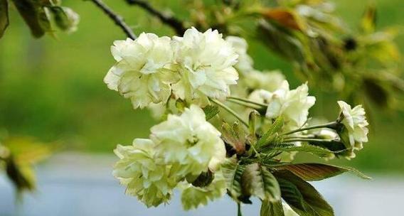 常见樱花品种有哪些（最常见的樱花品种排名）