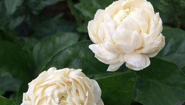茉莉花品种有哪些（盘点十种常见茉莉花品种）