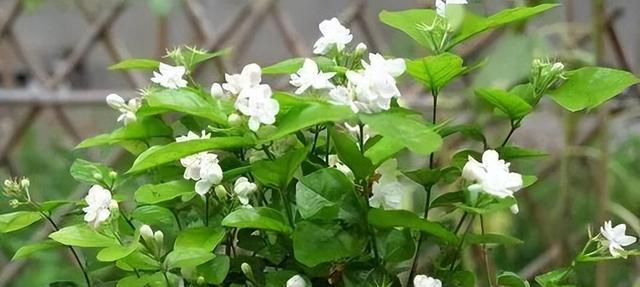 茉莉花品种有哪些（盘点十种常见茉莉花品种）