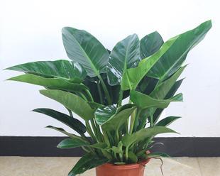 耐阴的大型绿植有哪些（盘点六种耐阴的植物）
