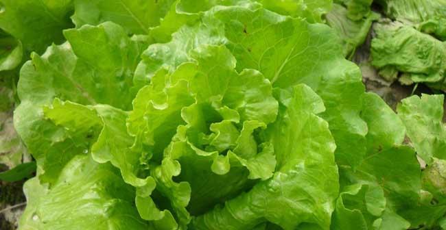 生菜几月种植（生菜种植的时间和方法）