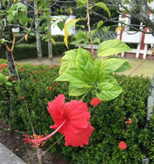 马来西亚的国花是什么花（马来西亚的国花是仙人掌科的植物）