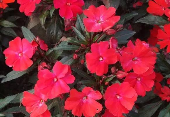 非洲凤仙花怎么养（非洲凤仙花养护知识）